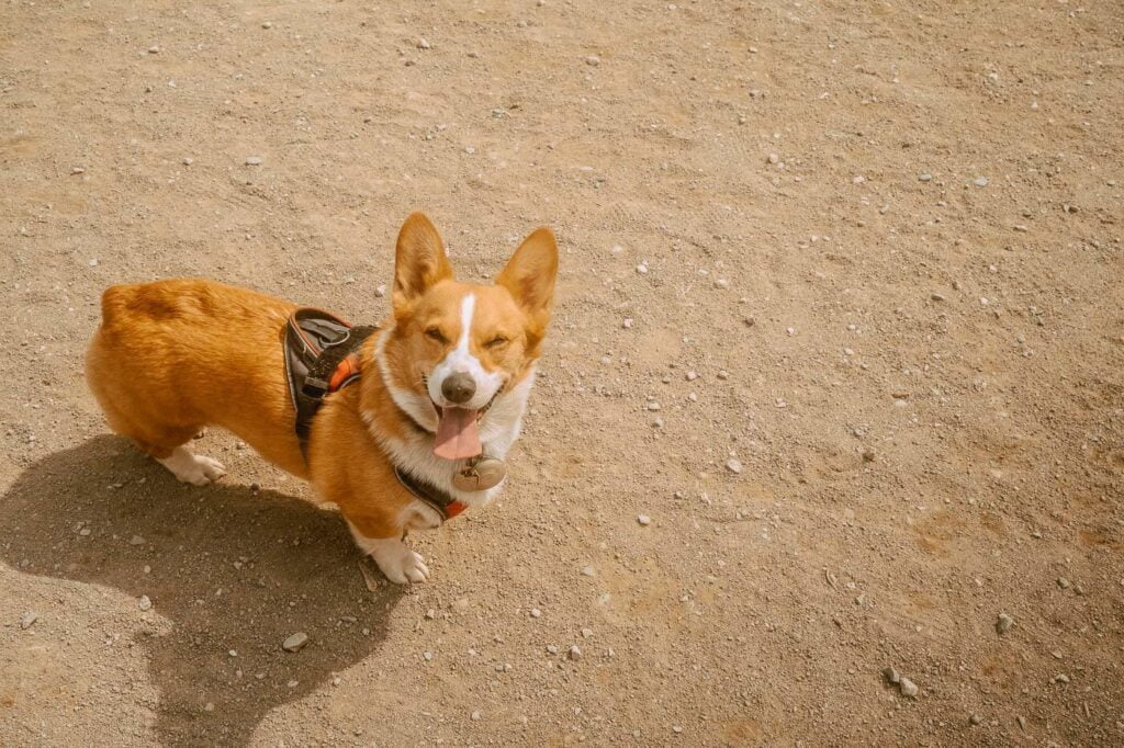 Limone, a red and white corgi is winking and panting. She is wearing the Julius K9 Long Walk IDC harness in red.