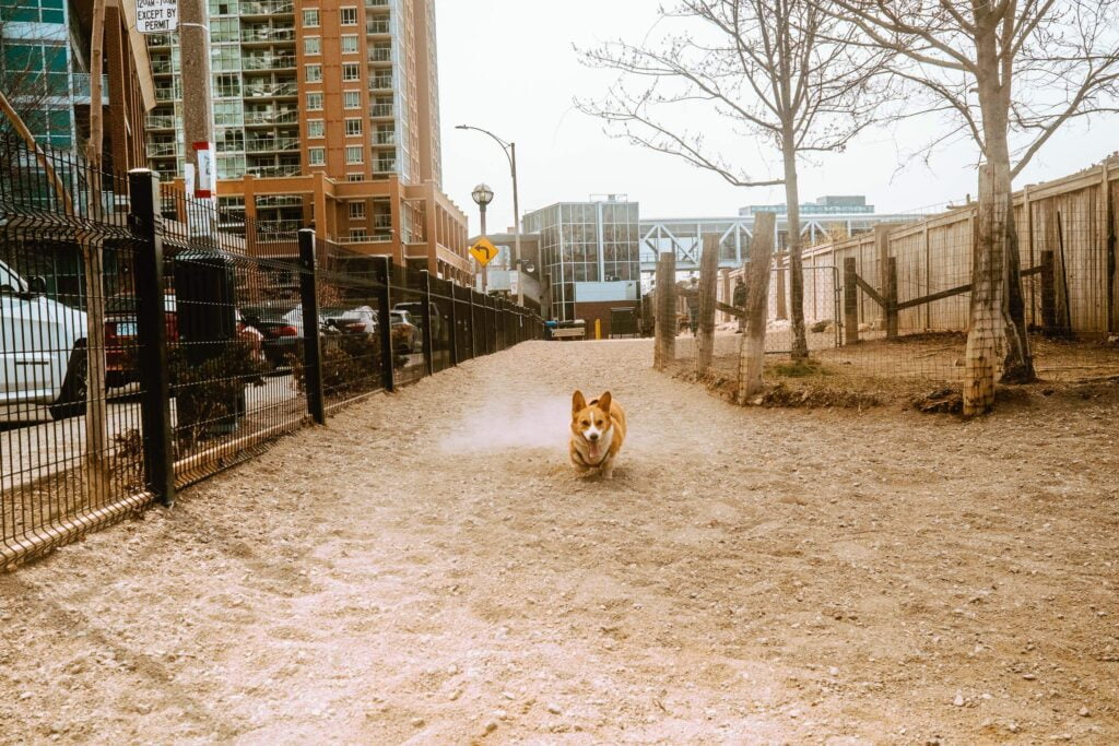 Limone a red and white Pembroke Welsh Corgi is running towards the audience. She is kicking up a cloud of dust as she runs on the dirt and gravel terrain of the Liberty Village Dog Park - Bill Johnston Dog Park.