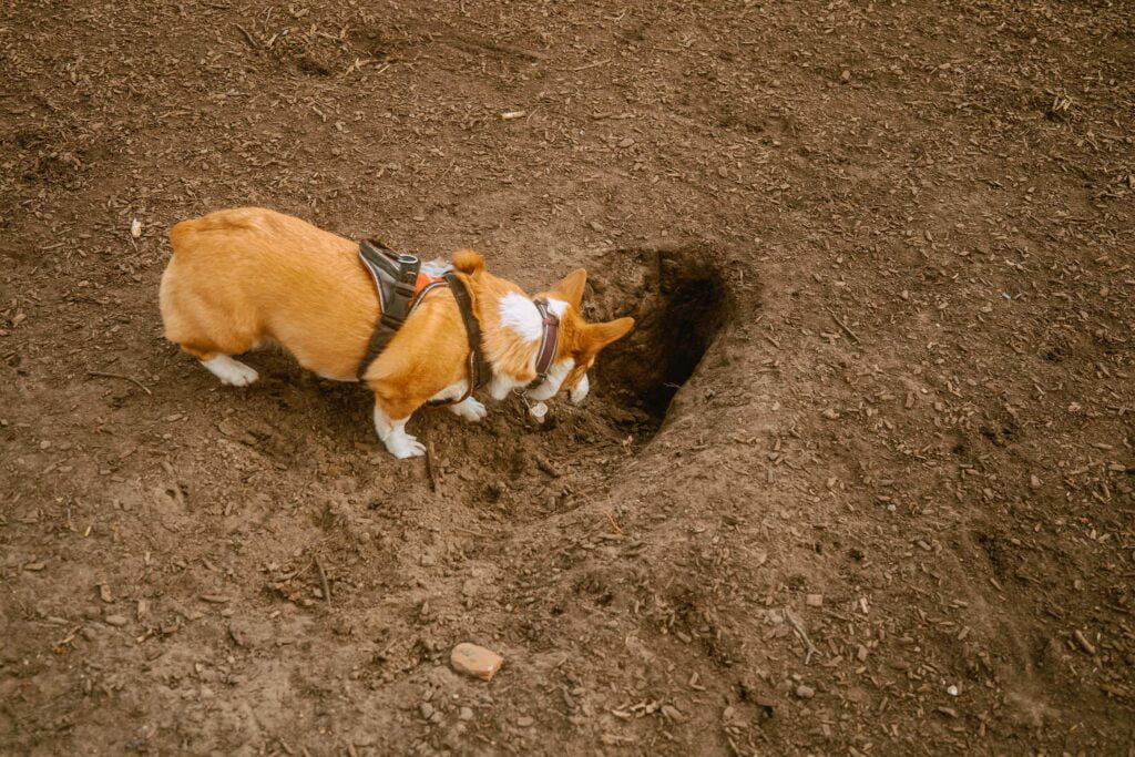 Limone, a red and white corgi wearing a red Julius K-9 harness is investigating a deep hole on the south side of the Coronation Dog Park