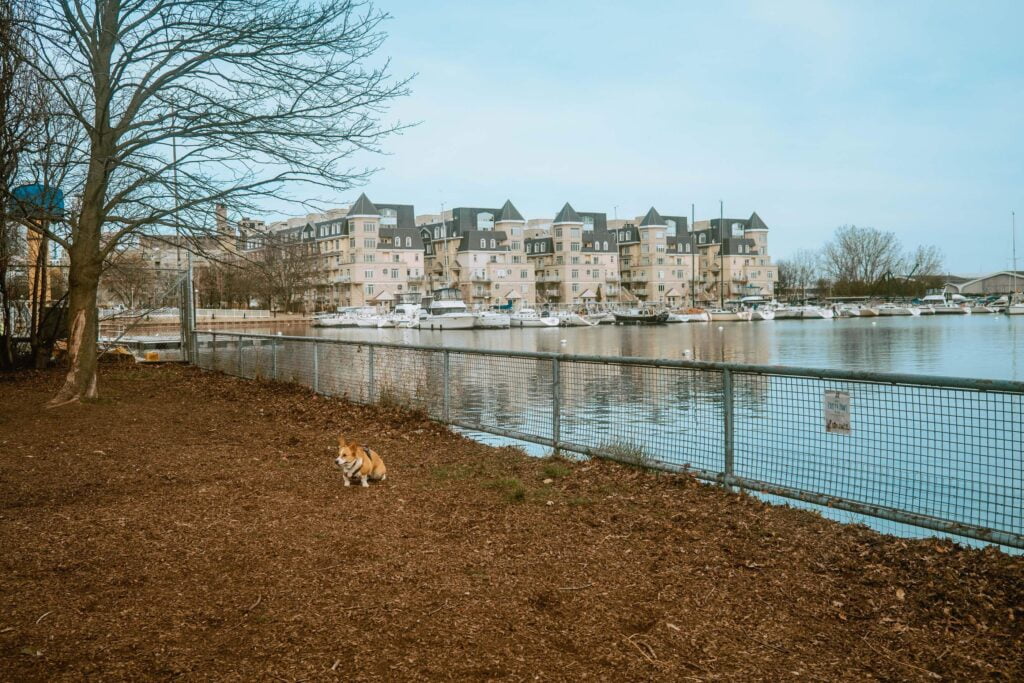 Limone, a red and white corgi, taking a pee break near fenced shorelines of Coronation Dog Park. In the background are Lakeshore community homes and yachts docked at the Alexandra Yacht club nearby.