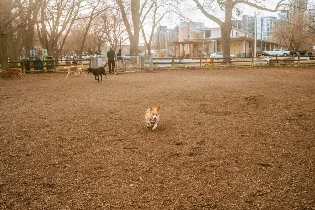 Limone a red and white corgi, in mid-run inside Coronation Dog Park. In the background are several other dogs in mid-chase and some people exiting the dog park via the main double-gated entryway.