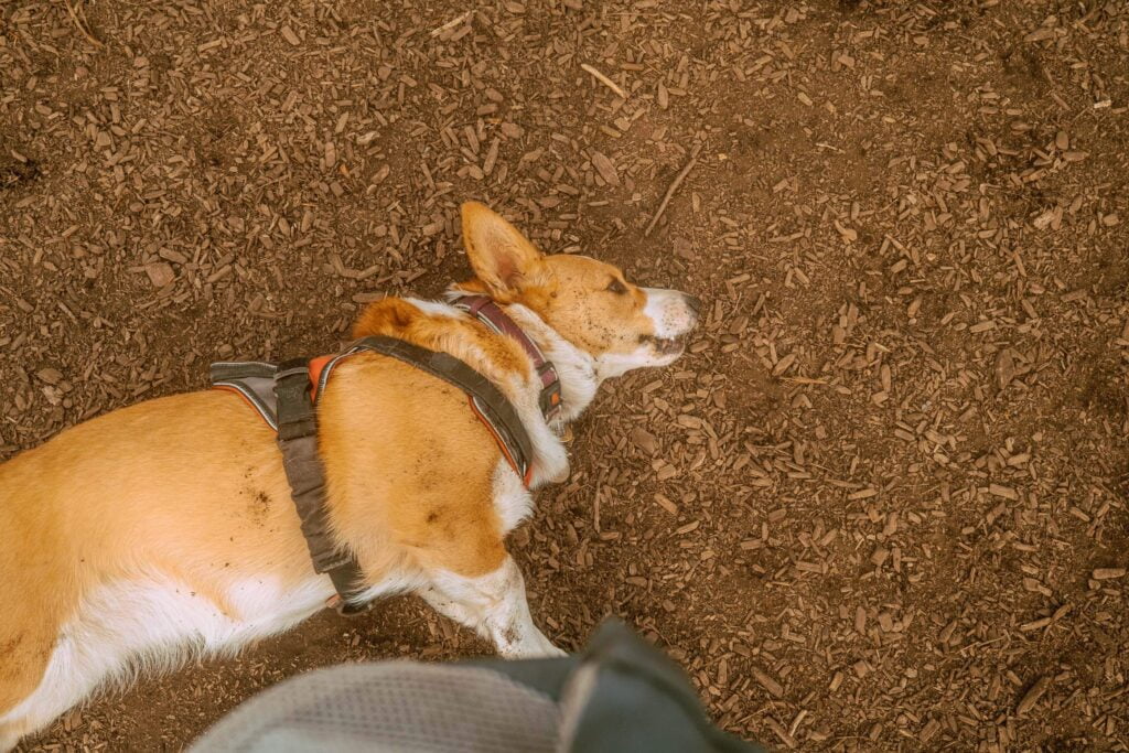 Limone, a red and white corgi in a red Julius K-9 harness is lying down and panting while resting on dirt and woodchips at Coronation Dog Park. She is covered in dirt and laying on her side .