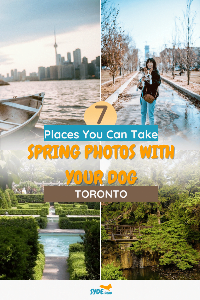 7 Places You Can Take Spring Photos With Your Dog - Toronto Pinterest Pin - Image features 4 locations including: Toronto Centre Island (top-left), Trinity Bellwoods Park (Top-right), High Park (Bottom-Left), and James Garden (Bottom-Righ)