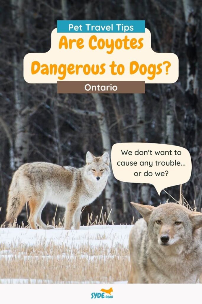 Image of two coyotes looking forward. One is in the midground staring from afar. Another one is in the foreground with body facing the front. There is a speech bubble on the frontmost one saying "We don't want to cause any trouble...or do we?". The title of the image is: Pet travel tips - are coyotes dangerous to dogs? Ontario.