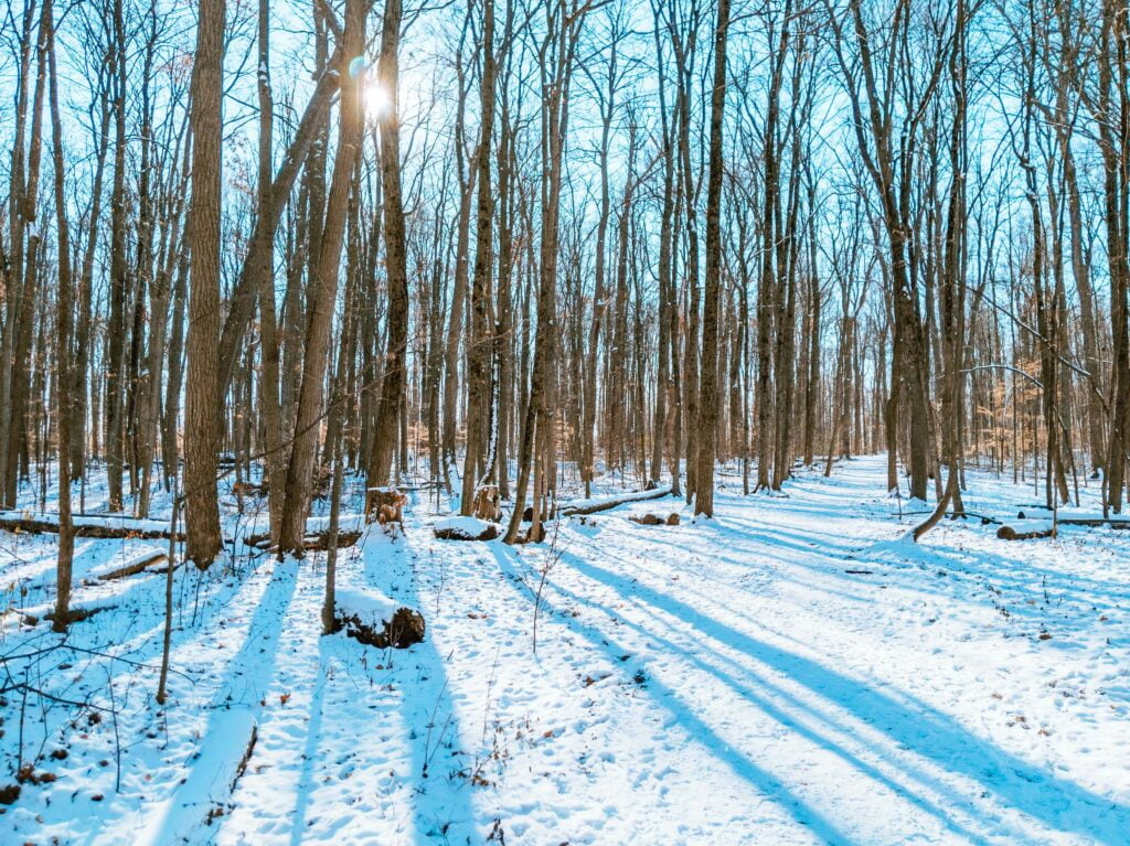 Sunlight peeking through the bare winter trunks in Baker Woods located beside Sugarbush Heritage Park. The forest has 76 acres of forest to enjoy.