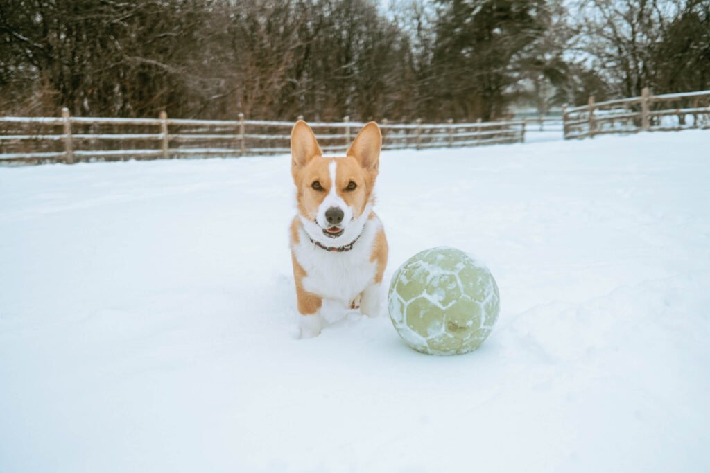 Red and White corgi at G. Ross Lord Dog Park posing beside a green dog-friendly soccer ball
