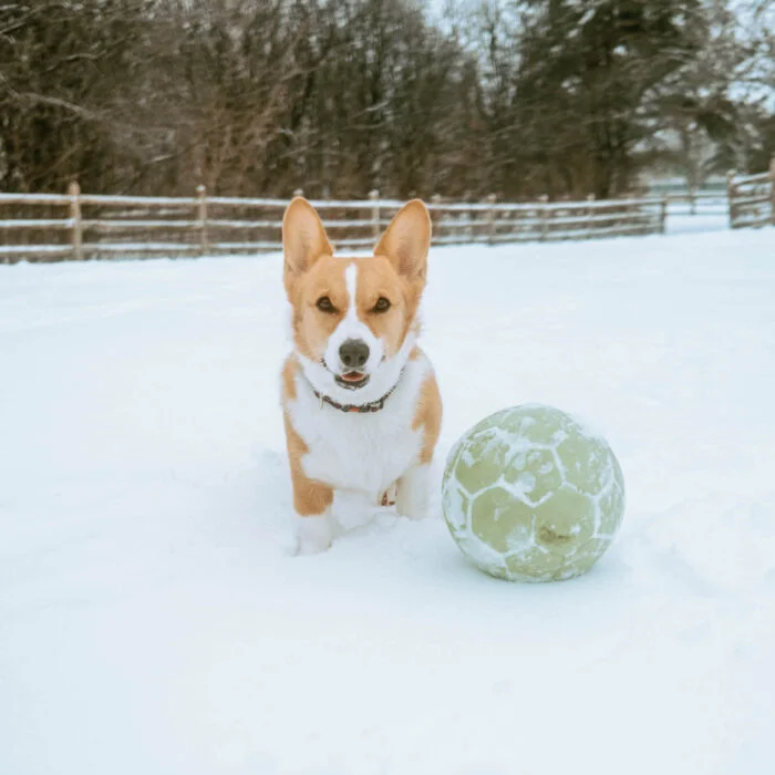 Red and White corgi at G. Ross Lord Dog Park posing beside a green dog-friendly soccer ball