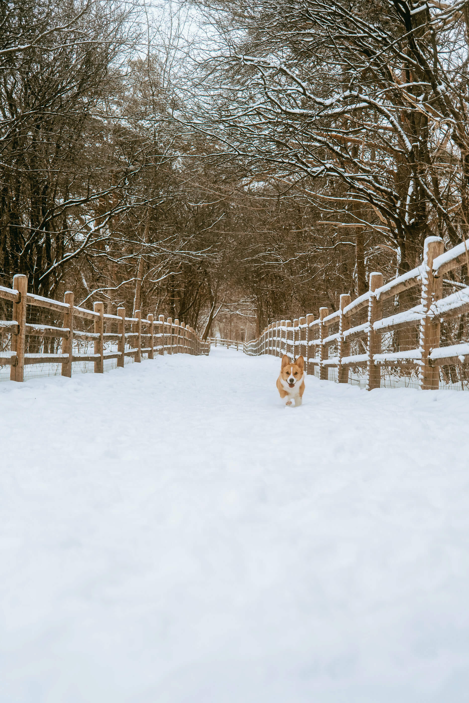 Red and white corgi running in the snow. She is running between two wooden fences in the off-leash area at the G. Ross Lord Dog Park