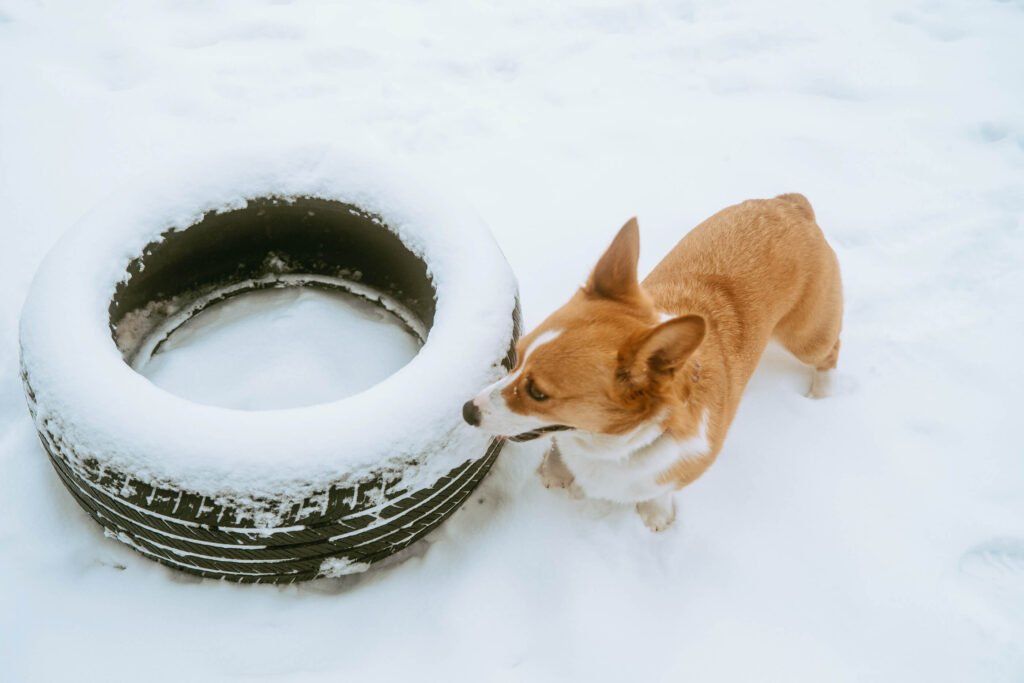 Red and white corgi standing beside a rubber tire found at G. Ross Lord Dog Park