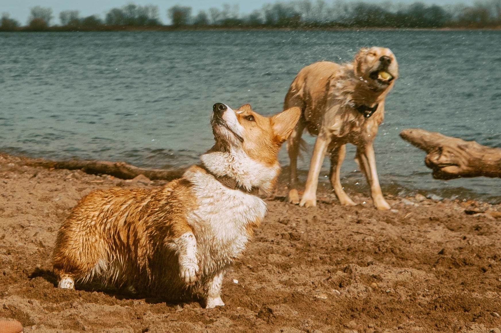 Limone, a red and white corgi is lifting her front paw up in anticipation. She is wet and covered in sand. In the background is another dog - possibly a golden retriever, who is also wet. The other dog is holding a ball in its mouth while shaking wet fur. 