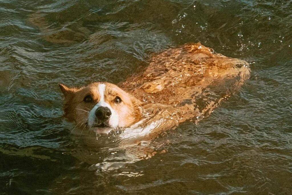 Limone, a red and white corgi in mid swim at Cherry Beach Dog Park