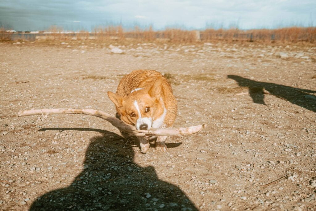 Limone, a red and white corgi is running towards the camera with a large stick in her mouth
