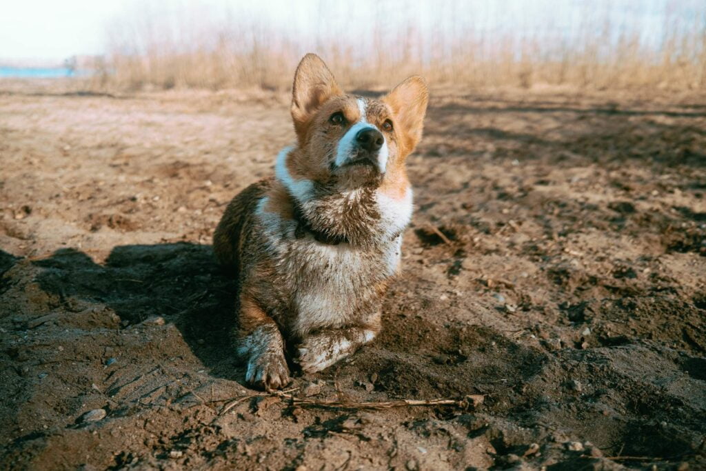 Limone, a sandy red and white corgi is laying on the sand, looking up in anticipation
