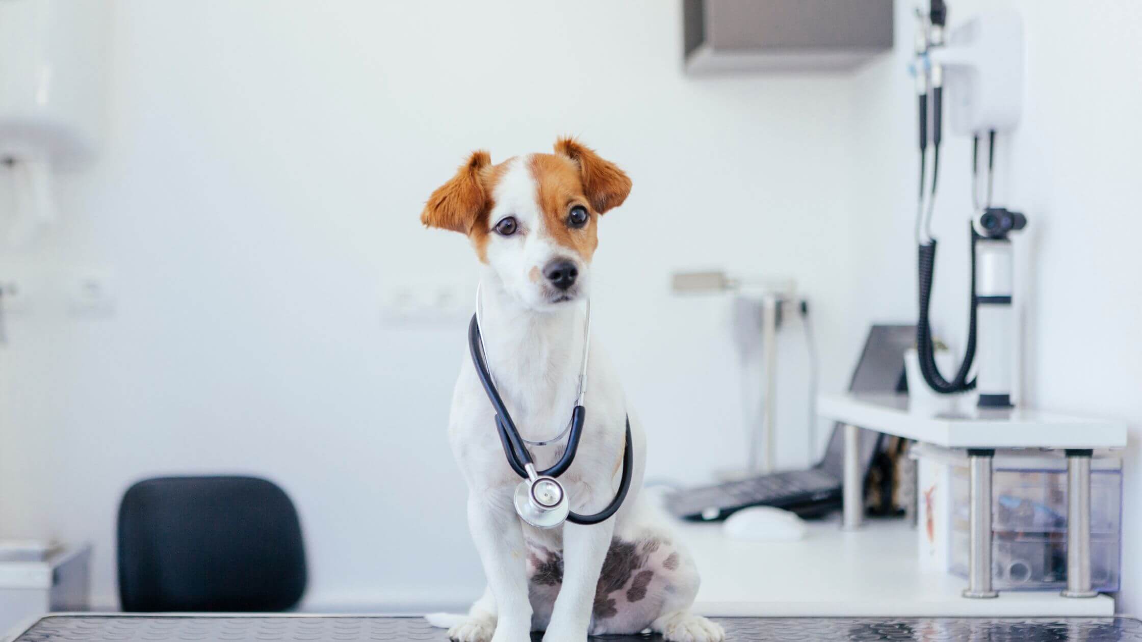 Puppy Jack Russel Terrier is sitting in veterinarian examination room with stethoscope around it's neck
