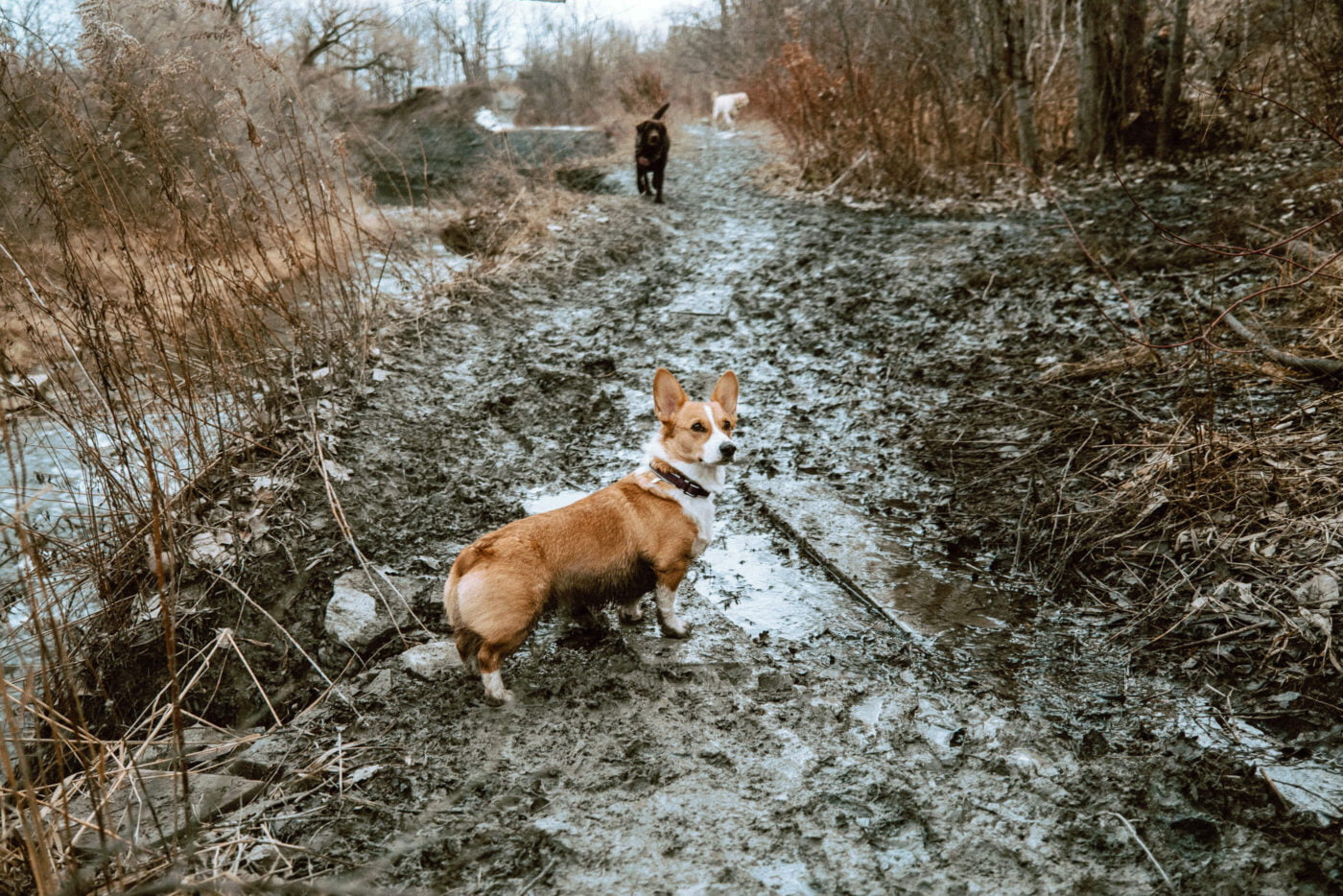 4 Dog Parks in Toronto Where You Can Avoid Spring Mud Puddles (According to Google Reviews)