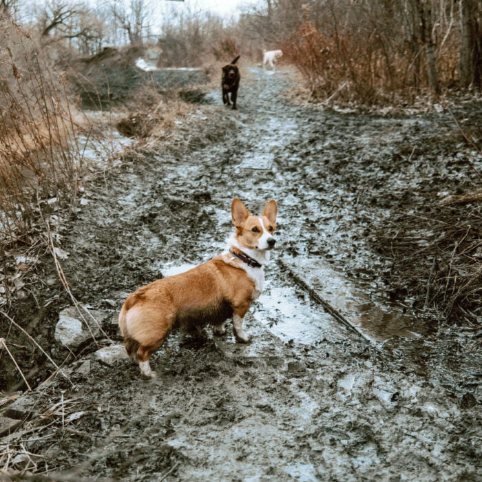 4 Dog Parks in Toronto Where You Can Avoid Spring Mud Puddles (According to Google Reviews)
