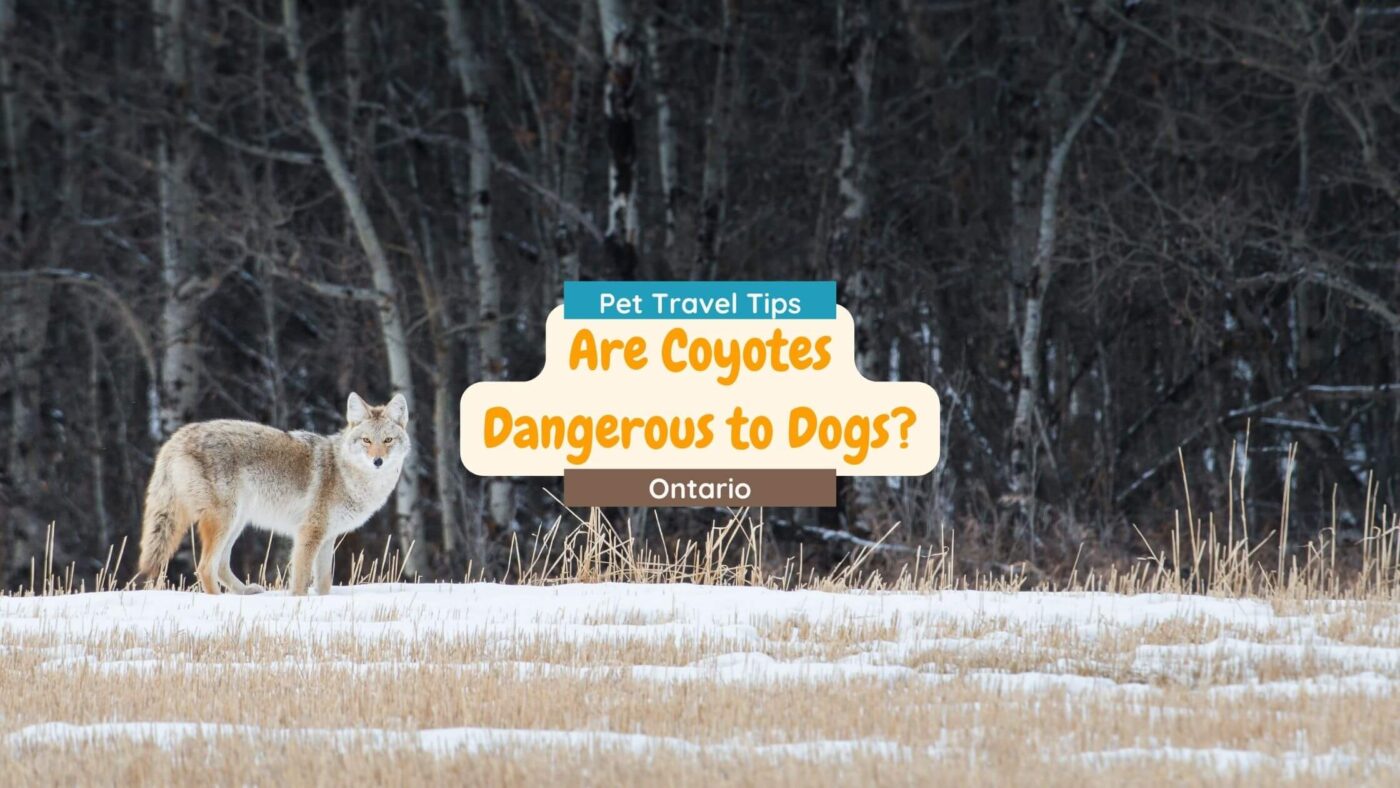 Dog Owner’s Guide to Coyotes – Are Coyotes Dangerous to Dogs?