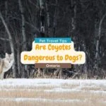 Coyote on a snow-dusted plain with a bare forest in the back drop. The text: Pet Travel Tips - Are Coyotes Dangerous to Dogs? and the word Ontario is on centered as the blog post title