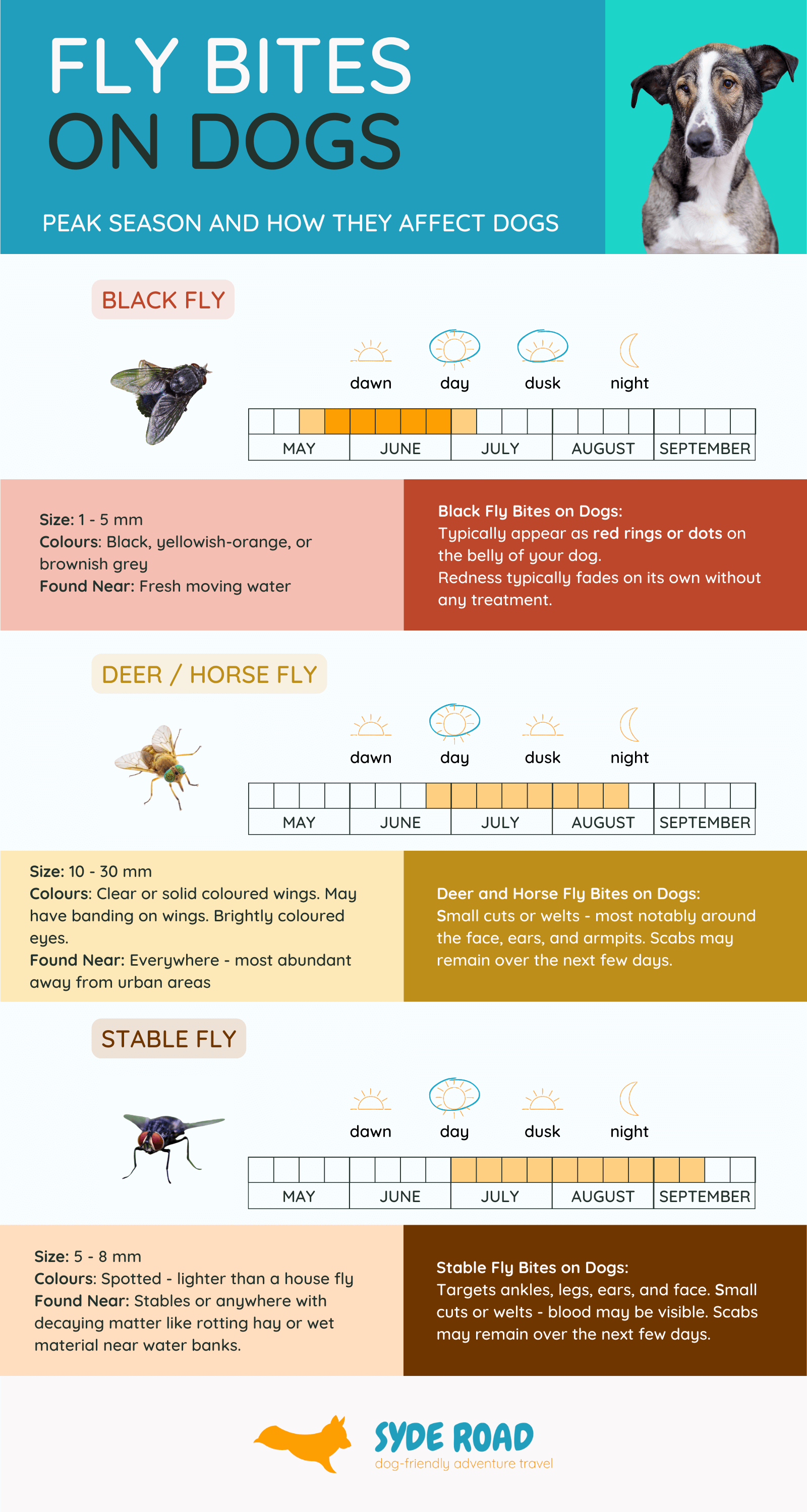 Fly Bites on Dog Infographic. Infographic contains information about the three common types of biting flies in Ontario, their key physical characteristics, a description of how fly bites can appear on a dog.