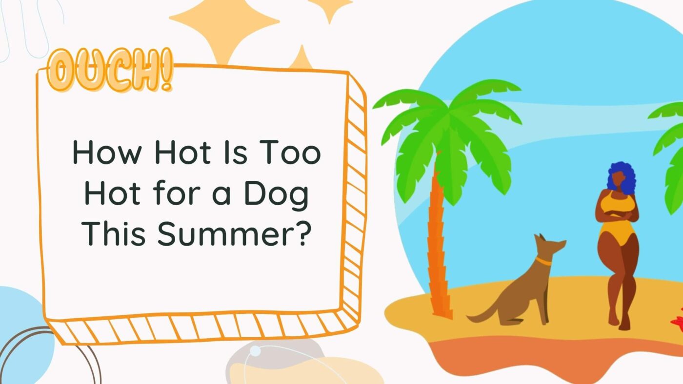 Ouch! How Hot Is Too Hot for a Dog This Summer?