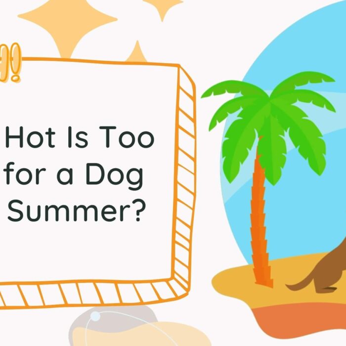 Ouch! How Hot Is Too Hot for a Dog This Summer?