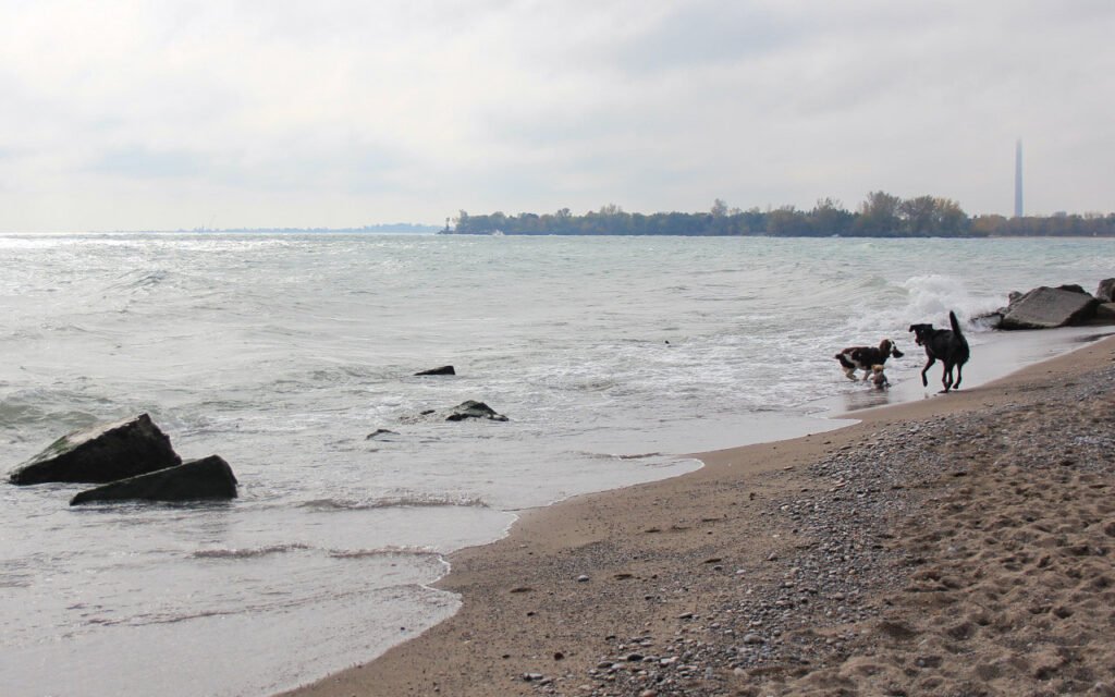 Two dogs playing on a rocky beach at Kew Gardens Off Leash Dog Park - an off-leash dog park with a dedicated small dog area. 