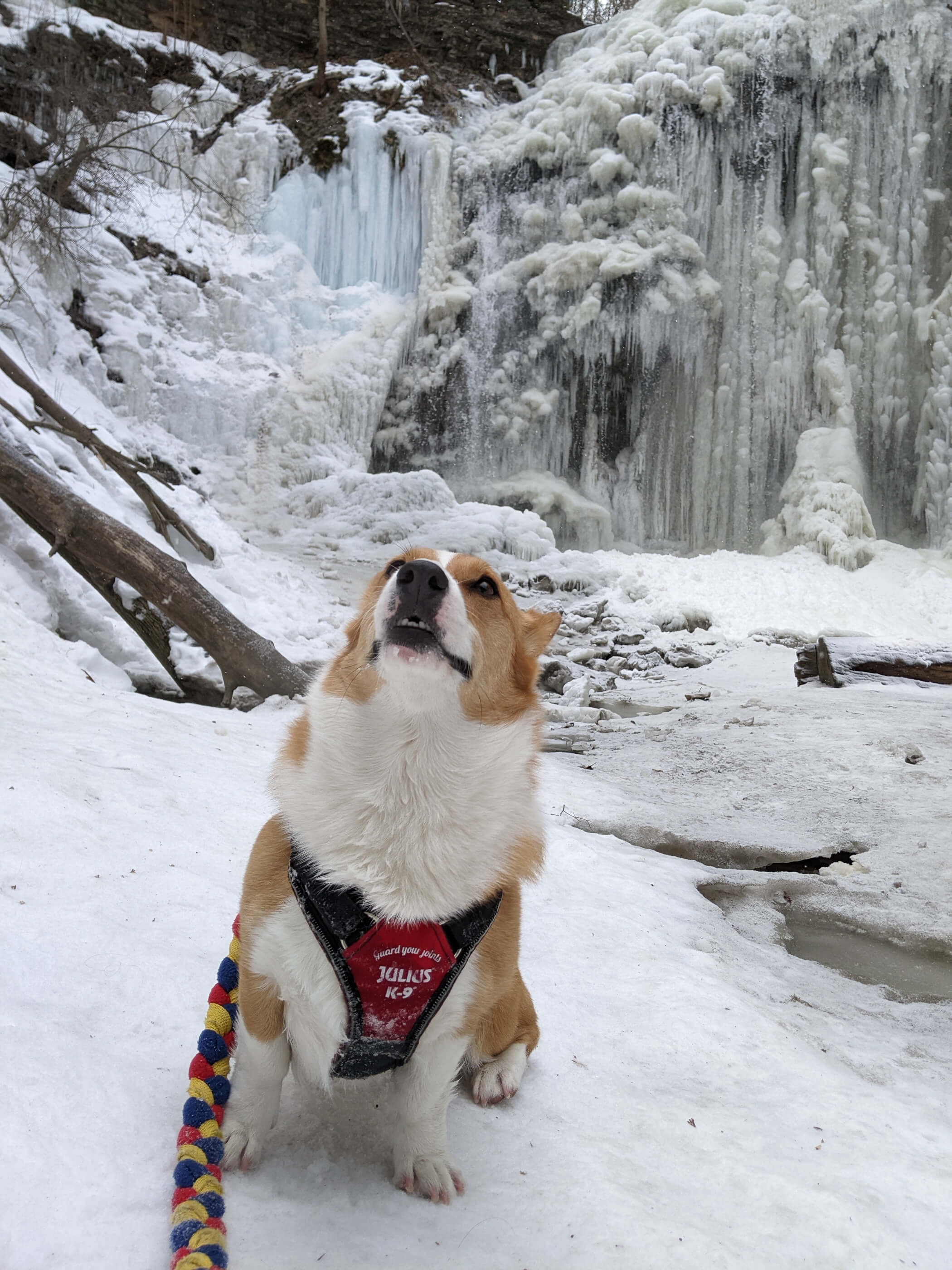 Limone, a red and white corgi is sitting in front of Tiffany Falls, a frozen waterfall in Hamilton. Limone is sitting while looking upwards. She is wearing a red Julius K-9 harness and has a red, yellow, and blue leash beside her