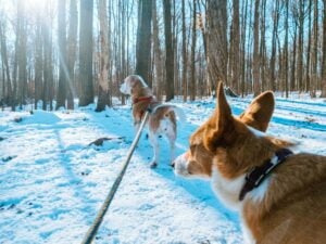 Limone - a red and white Pembroke Welsh Corgi (right) and Chu, a lemon white beagle (left) walking through the Baker Woods trail in the winter.