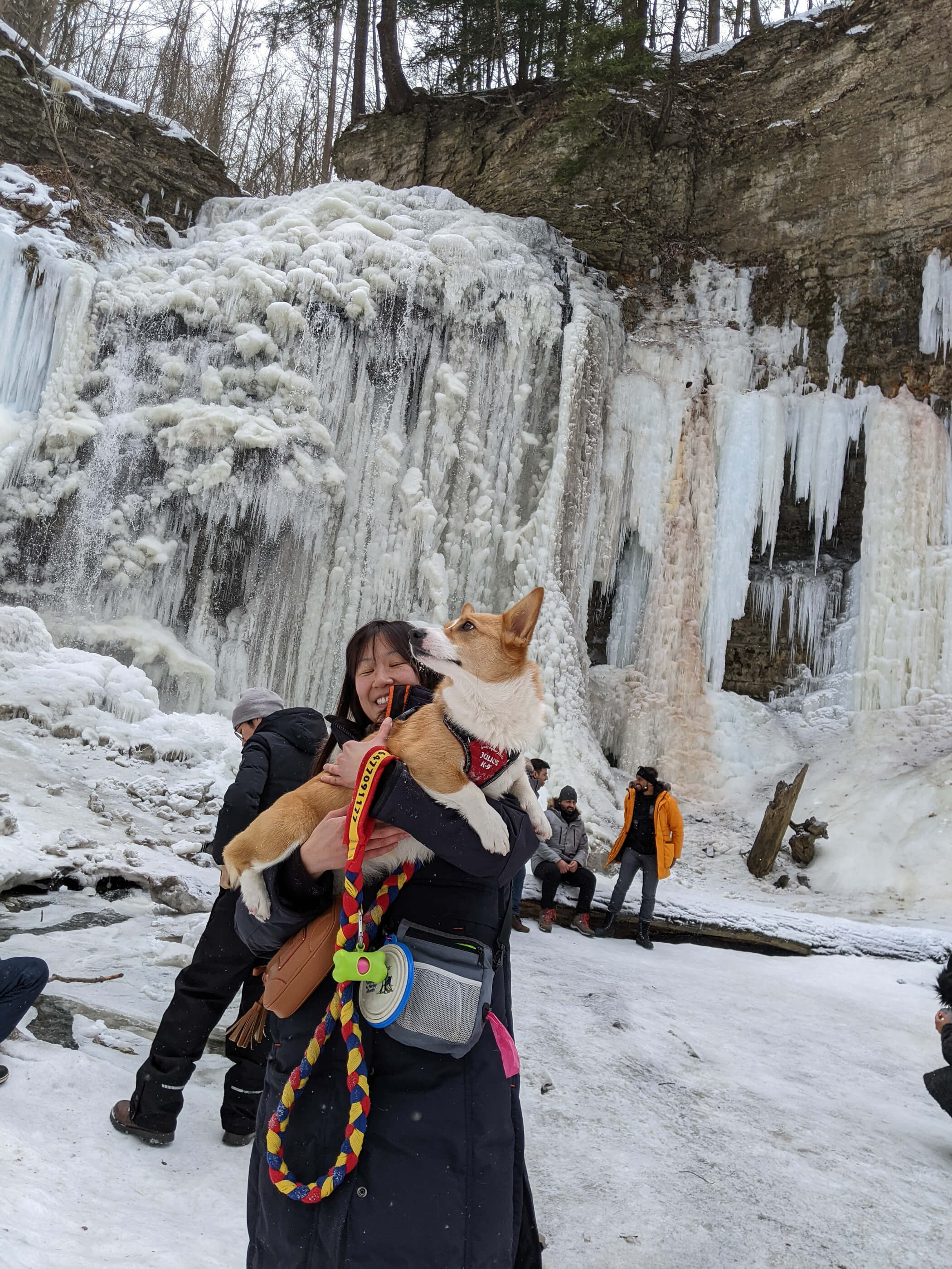 Limone, a red and white corgi wearing a Julius K-9 Harness is in Maria's arm posing by Tiffany Falls, a frozen waterfall in Hamilton. Limone is looking to the right