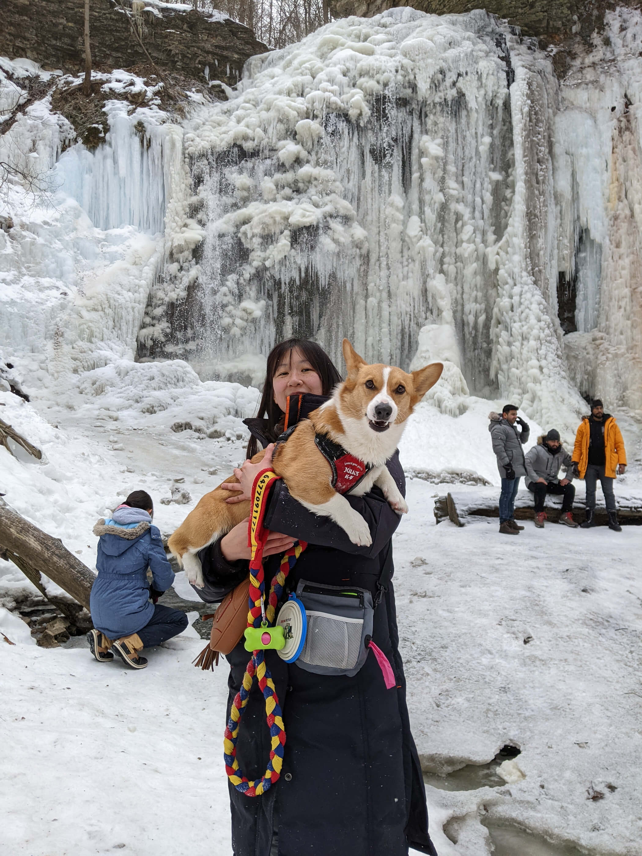 Limone, a red and white corgi wearing a Julius K-9 Harness is in Maria's arm posing by Tiffany Falls, a frozen waterfall in Hamilton. Limone is looking at the camera