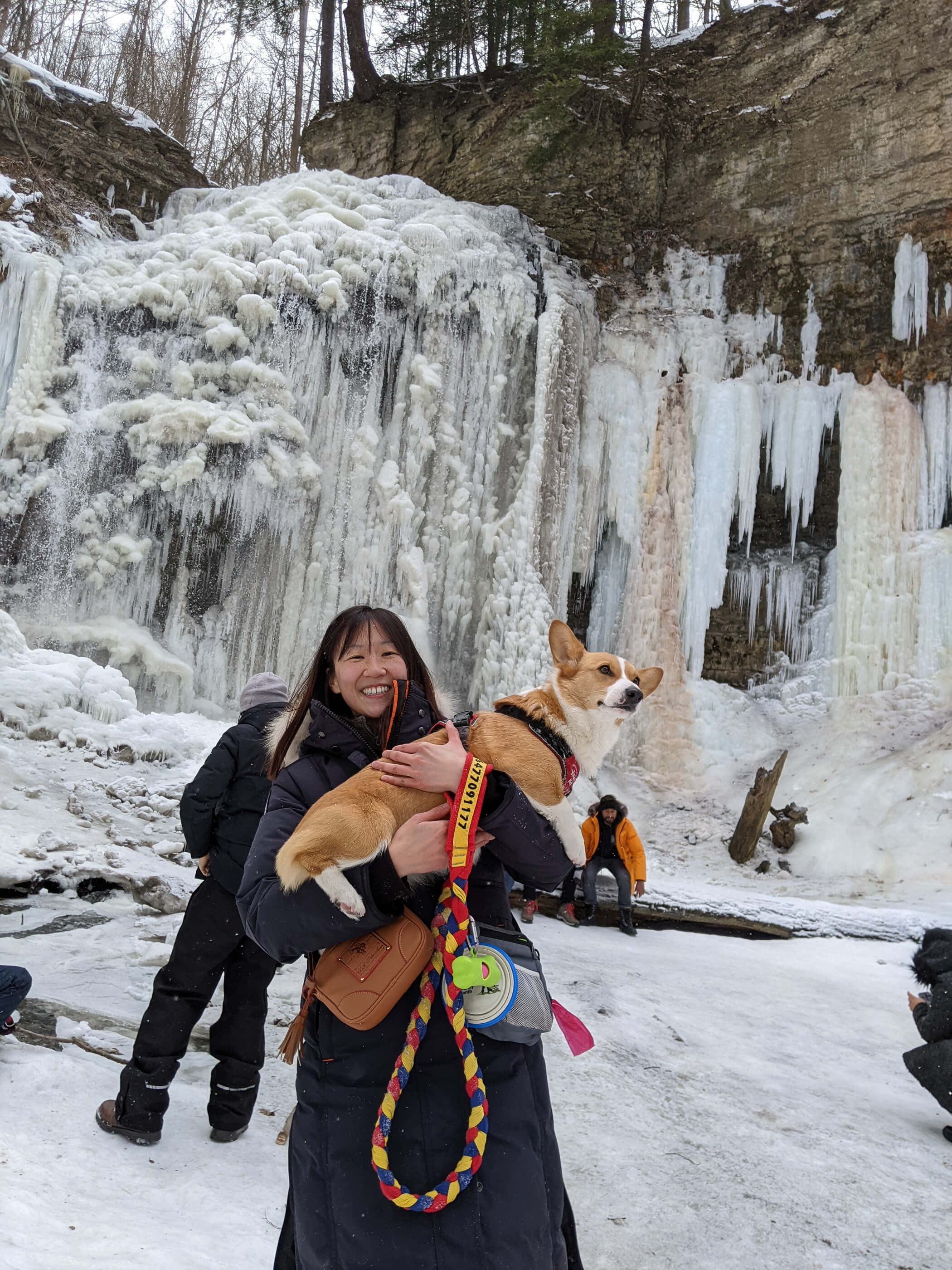 Limone, a red and white corgi wearing a Julius K-9 Harness is in Maria's arm posing by Tiffany Falls, a frozen waterfall in Hamilton. Limone is looking to left