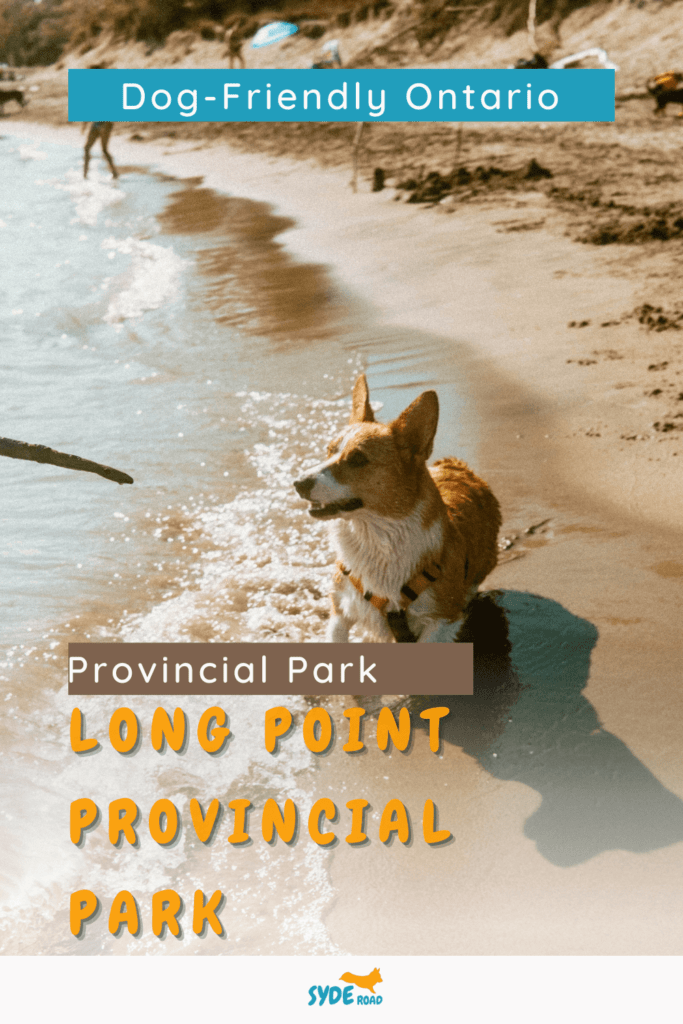 Corgi chasing a stick by Long Point Provincial Park's dog beach shoreline