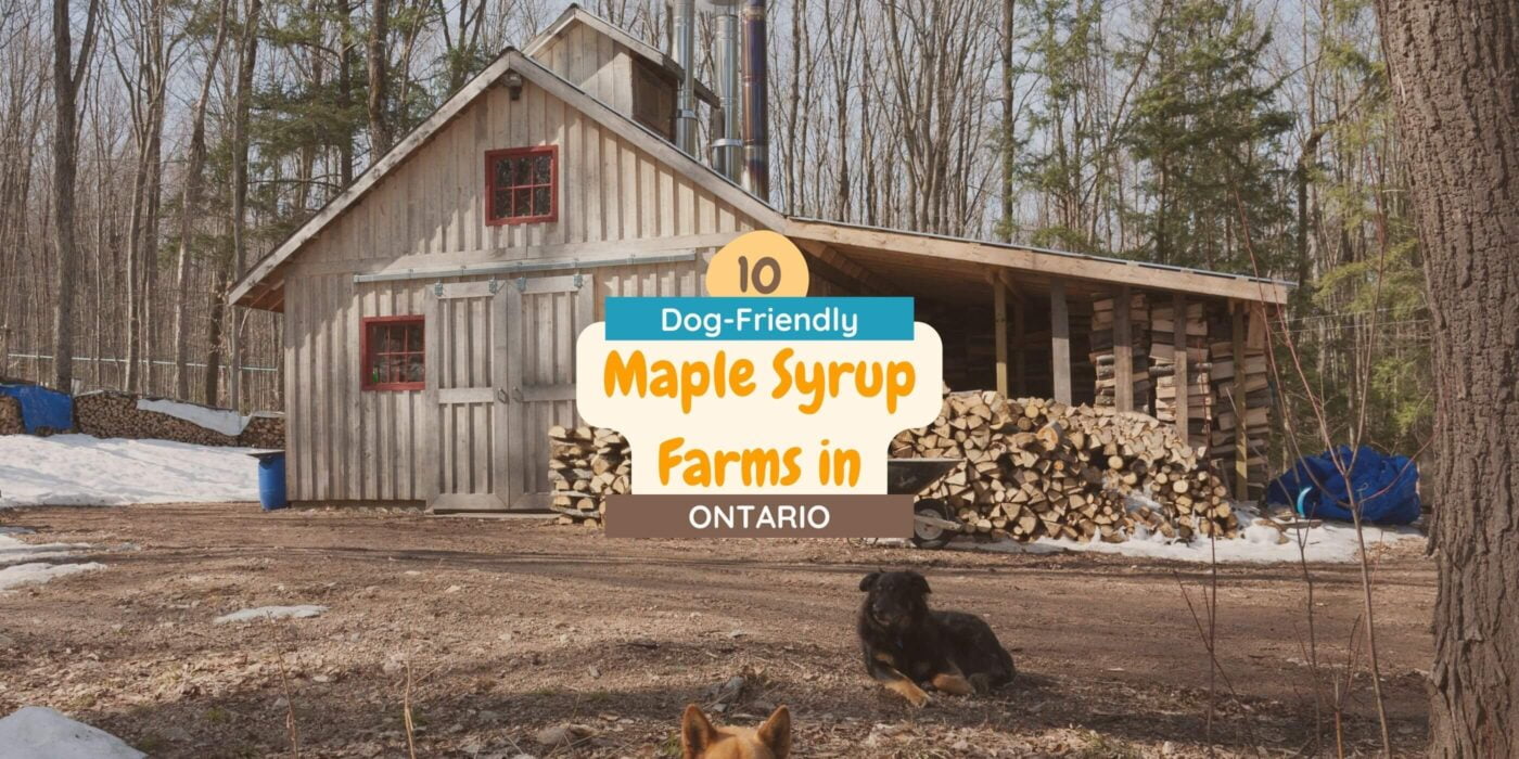 10 Maple Syrup Farms in Ontario You Can Bring Your Dog To
