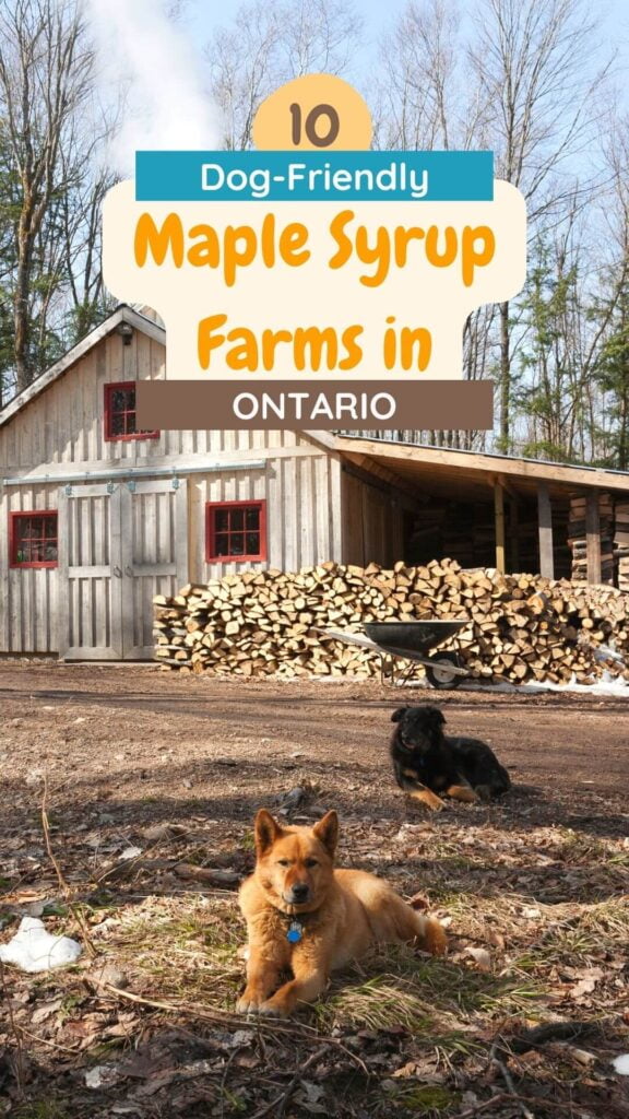 Two dogs resting in front of a timber wood storage home. Image includes the title '10 Dog-Friendly Maple Syrup Farms in Ontario'. This is the Pinterest Pin for the post: 10 Maple Syrup Farms in Ontario You Can Bring Your Dog To on SYDE Road. Image taken by gladassfanny from Getty Images Signature - found on Canva Pro