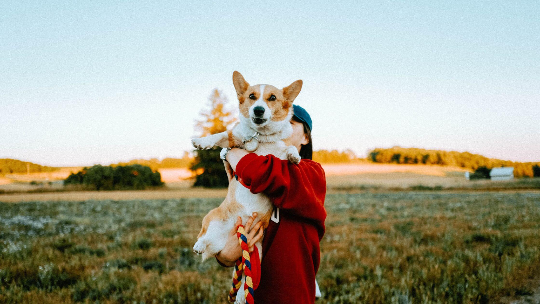 Limone, a red and white corgi is held in mid-air by Maria - wearing a blue cap and red sweater. Limone's belly is showing. Limone and Maria are in a field near Peterborough, Ontario.
