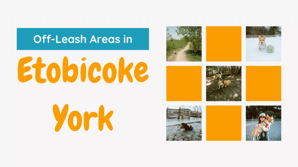 How Many Dog Parks Are There in Toronto - Blog Post Banner. "Off-Leash Areas in Etobicoke York". Banner shows 5 pictures of dog parks around Ontario
