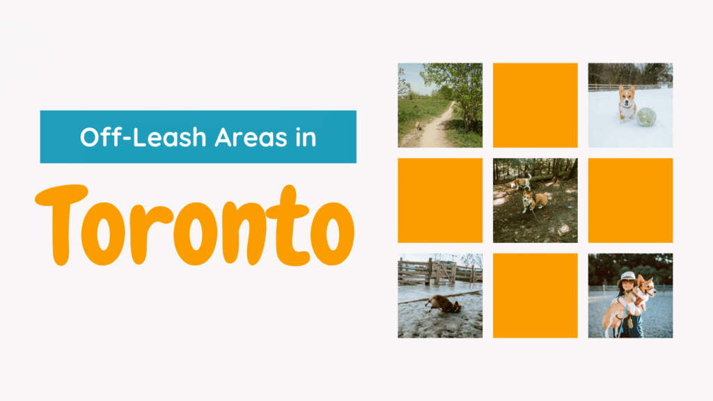 How Many Dog Parks Are There in Toronto - Blog Post Banner. "Off-Leash Areas in Toronto". Banner shows 5 pictures of dog parks around Ontario