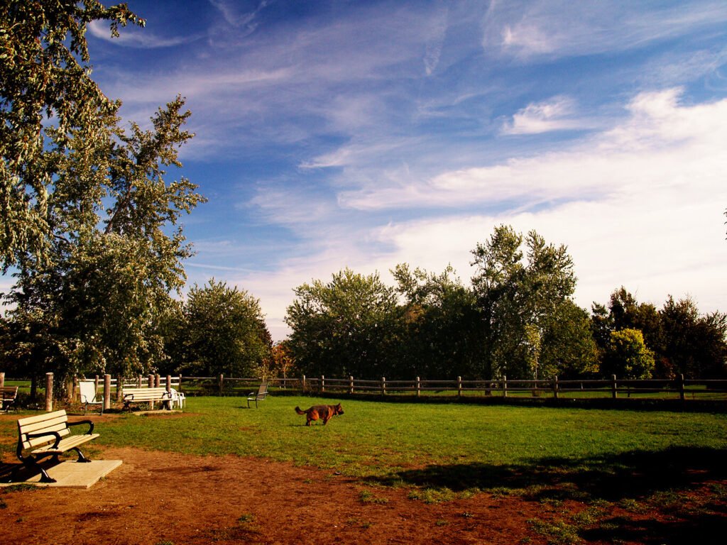 Off-Leash Dog Park at Scarborough Heights Park - Image by Viv Lynch - Flickr