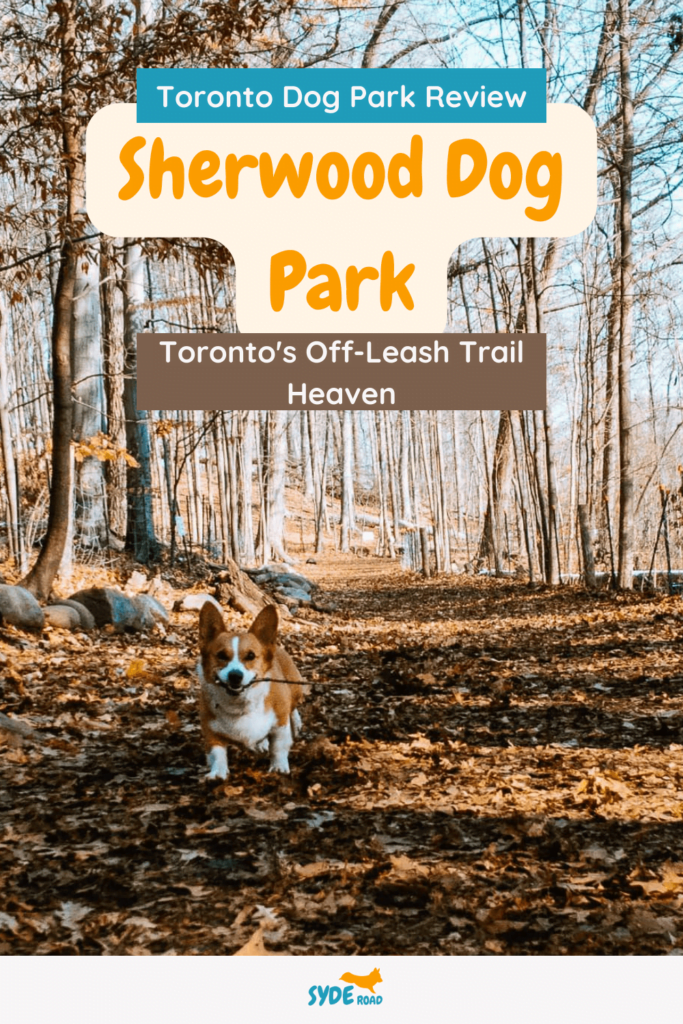Sherwood Dog Park Pinterest Pin. Image of a Pembroke Welsh Corgi with a stick in her mouth running towards the camera. Image is taken on the off-leash trails at Sherwood Park Toronto during the late fall/early winter.