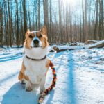 Limone, a red and white Pembroke Welsh Corgi is sitting in Baker Woods in Thornhill near the Sugarbush Heritage dog park wearing a purple collar and colourful red, yellow, and blue leash.