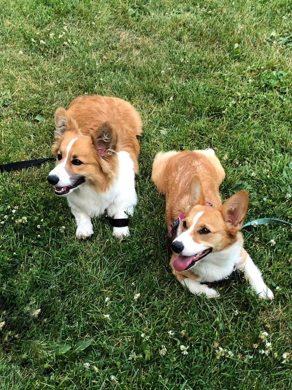 Riley (left) a red and white fluffy corgi is posing beside Limone, a red and white corgi. They are both laying on the grass.