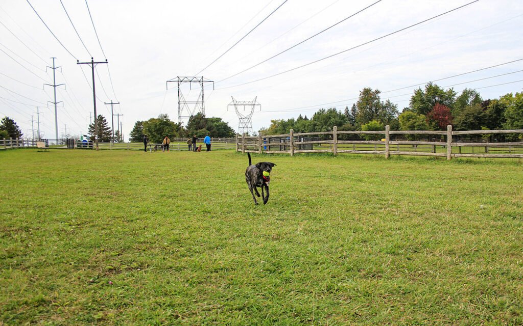 Dog running off-leash at the Thomson Memorial Dog Park in Scarborough