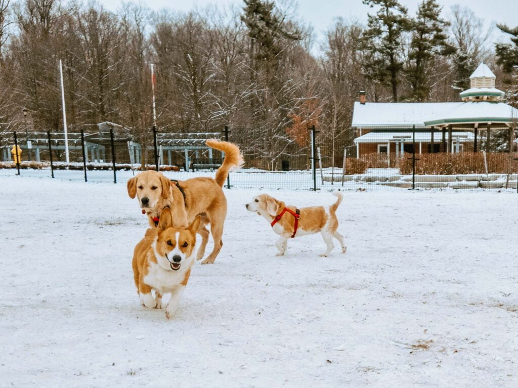 from left - Limone a red and white Pembroke Welsh Corgi is running towards the camera. Behind and slightly to the right is a golden retriever looking at Limone. Rightmost is Chu, a lemon white beagle facing the golden retriever. Image taken at Sugarbush Heritage dog park's large off-leash area.