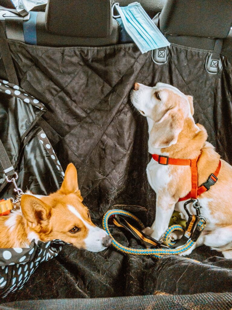 Limone (left), a red and white Pembroke Welsh Corgi is hanging out in a separated car hammock with Chu (right), a lemon white beagle after several hours visiting Sugarbush Heritage Park. They both look tired and satisfied with their adventure.