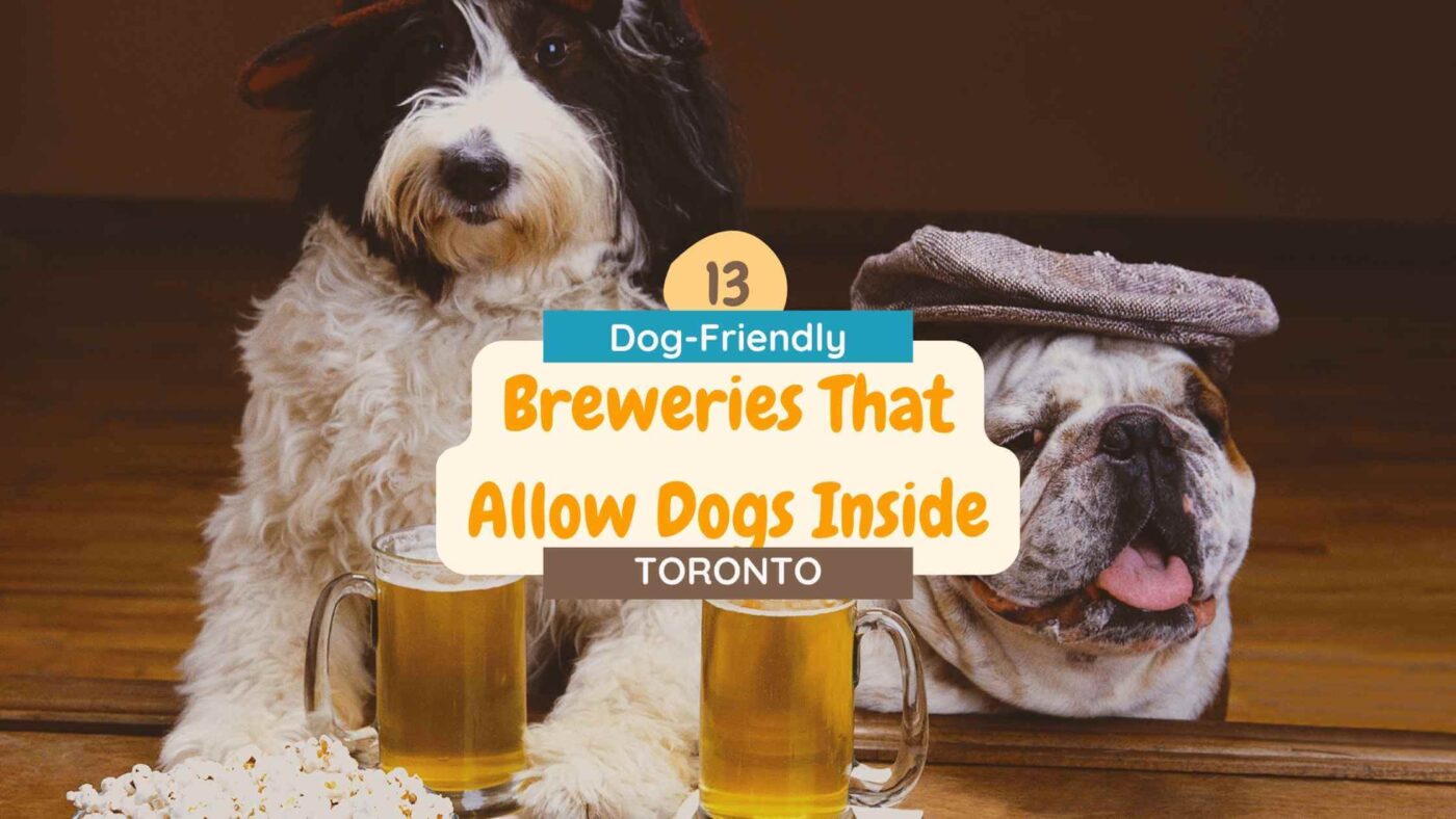 Which Toronto Breweries Allow Dogs Inside?
