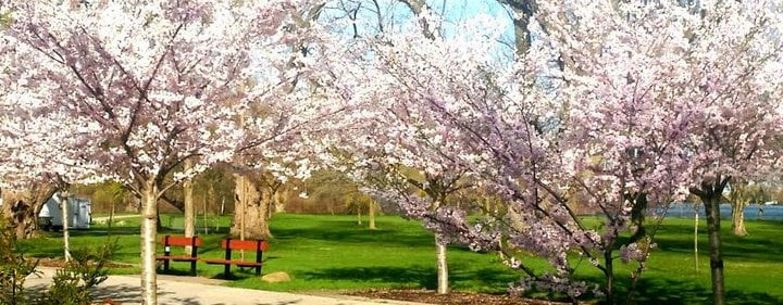 Cherry Blossom Trees at Toronto Centre Island in bloom. Image is taken from TorontoIsland.com