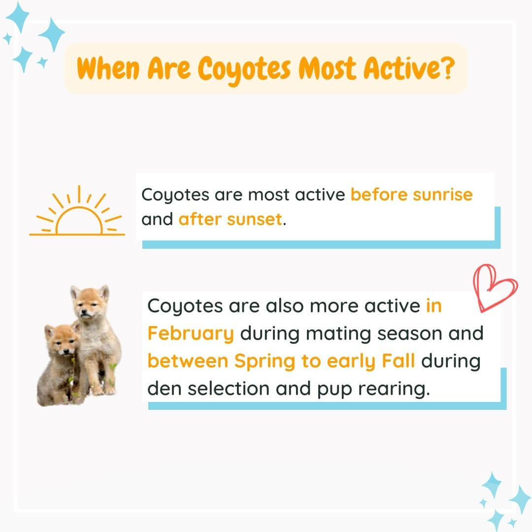 Short graphic answering the question of When are Coyotes Most Active? 

A Sunrise icon is followed by the answer: Coyotes are most active before sunrise and after sunset.

Below, is an image of two coyote puppies and another text block that says: Coyotes are also more active in February during mating season and between spring to early Fall during den selection and pup rearing