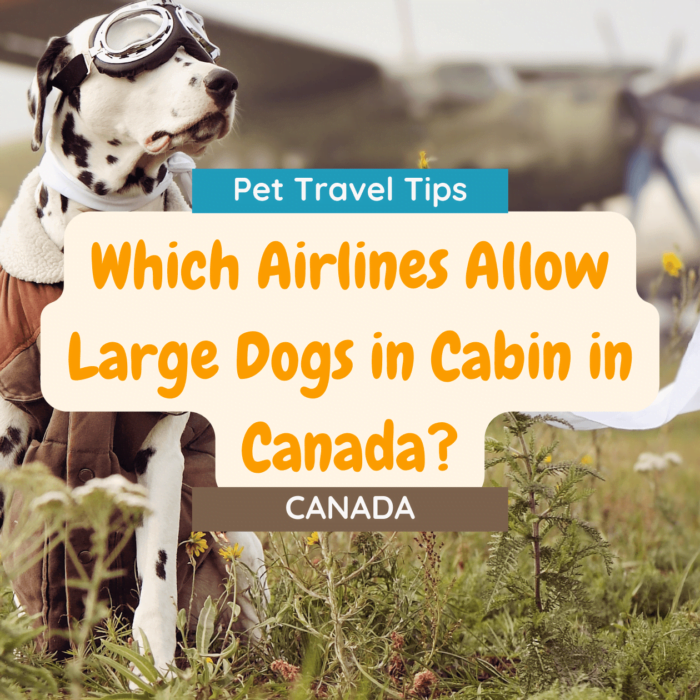 Which Airlines Allow Large Dogs in Cabin in Canada?
