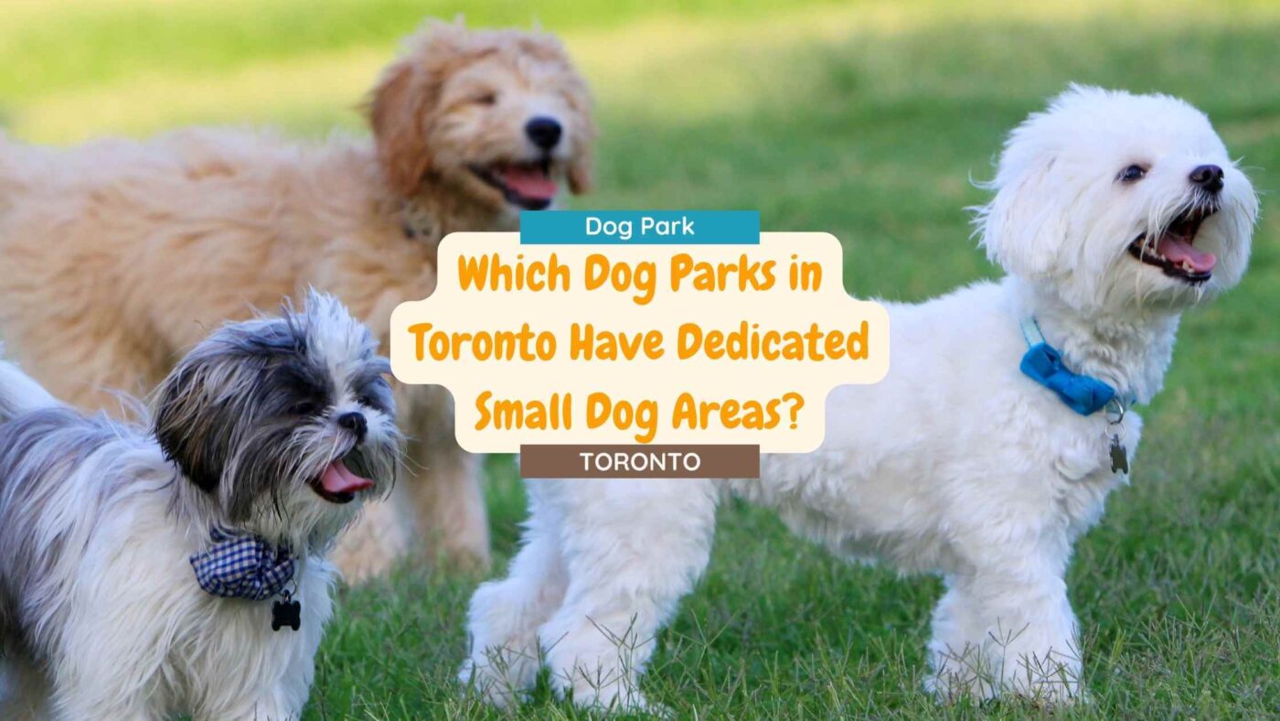 Which Dog Parks in Toronto Have Dedicated Small Dog Areas?
