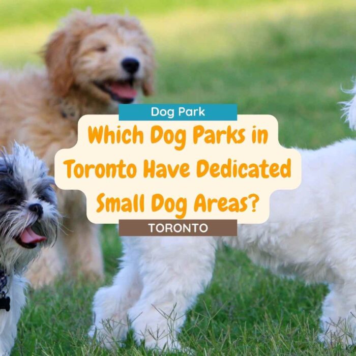 Which Dog Parks in Toronto Have Dedicated Small Dog Areas?
